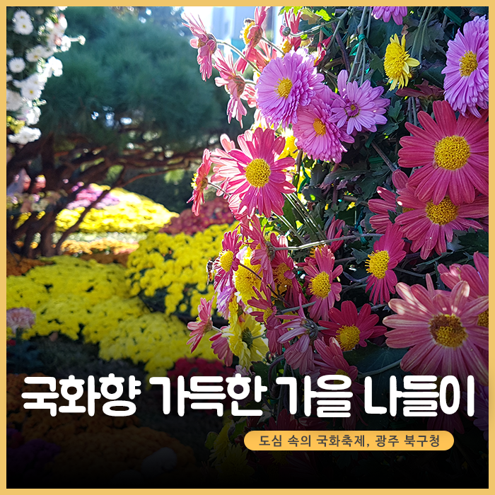 국화향 가득한 가을 나들이. 도심 속의 국화축제, 광주 북구청
