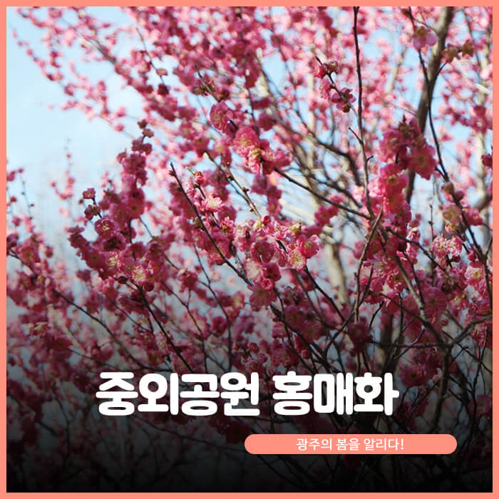중외공원 홍매화. 광주의 봄을 알리다!