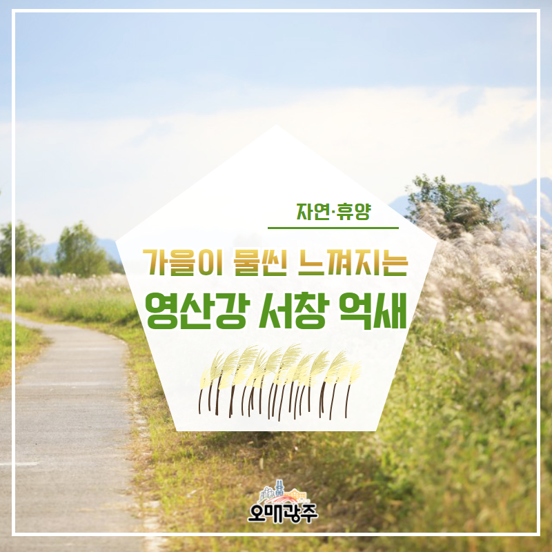 자연·휴양 가을이 물씬 느껴지는 영산강 서창 억새
